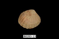 藏品(厚殼縱簾蛤)的圖片